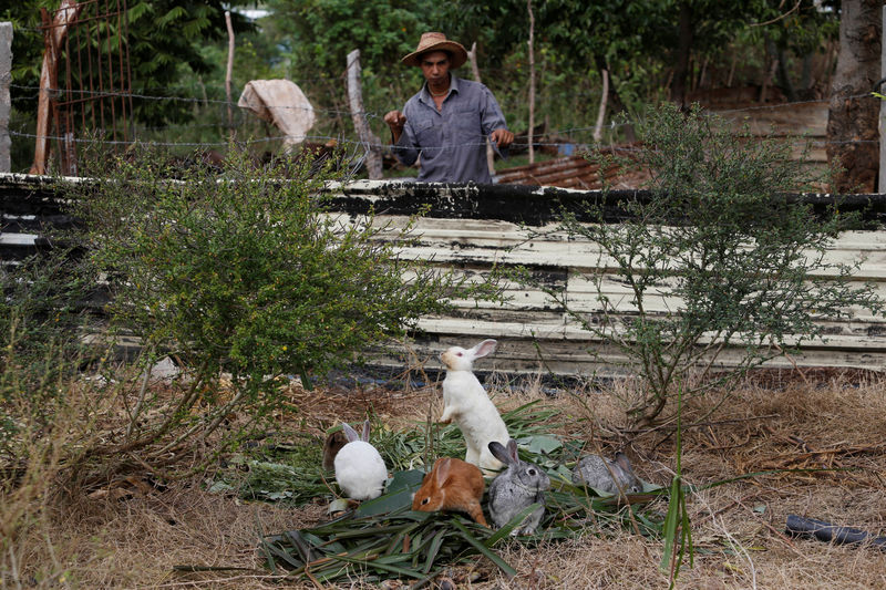 © Reuters. Farmer Luis Ramos, 25, checks rabbits he just fed in Havana, Cuba