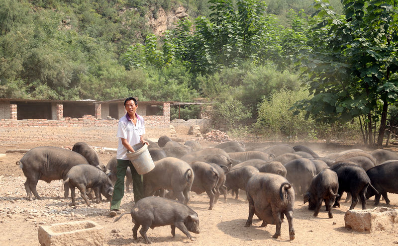 © Reuters. الصين تعلن عن تفش جديد لحمى الخنازير الأفريقية في جنوب البلاد