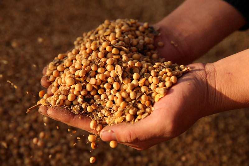 © Reuters. FILE PHOTO: Man displays imported soybeans at a port in Nantong