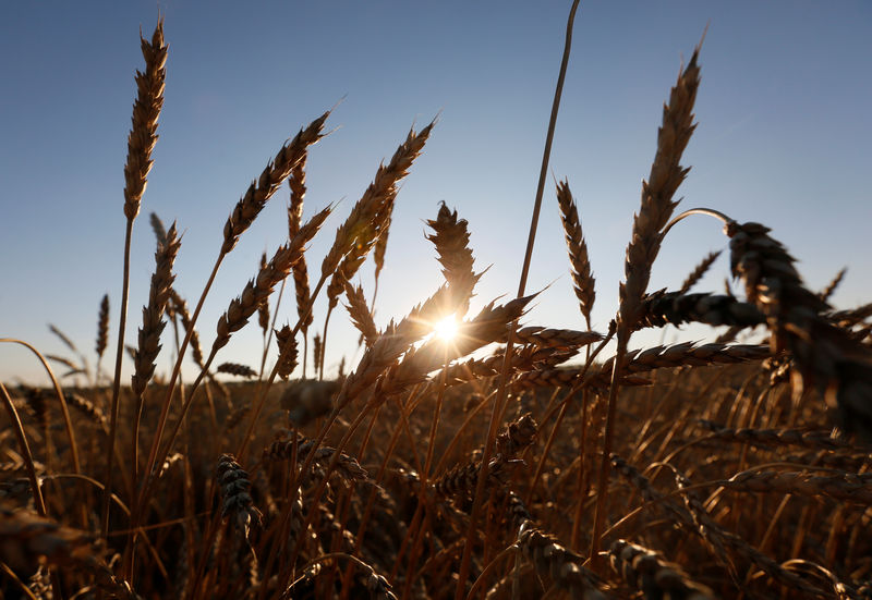 © Reuters. Колосья пшеницы в поле вблизи поселка Тальники Красноярского края