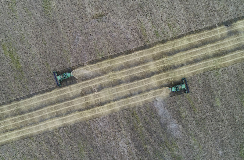 © Reuters. Комбайны убирают урожай в поле вблизи села Кулун Красноярского края