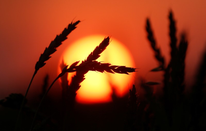 © Reuters. Колосья пшеницы в поле вблизи села Легостаево Красноярского края