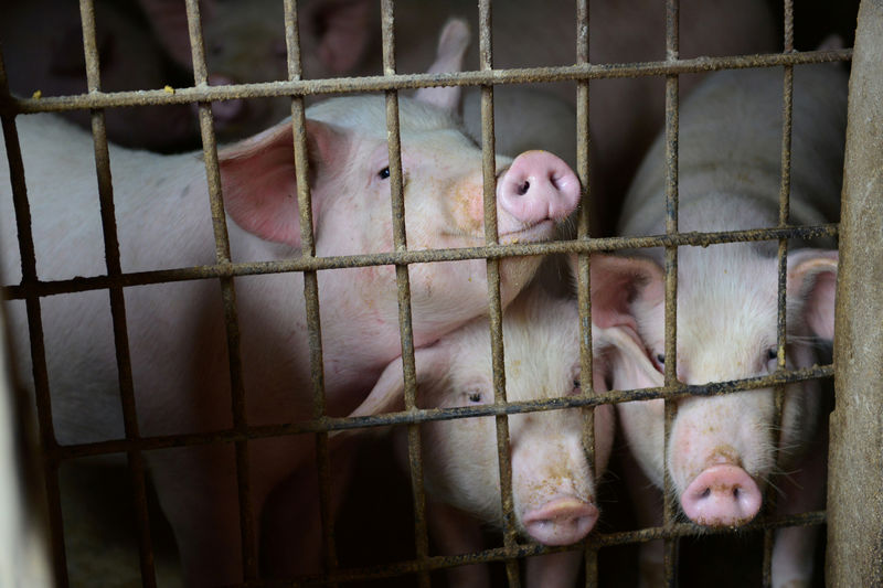 © Reuters. FILE PHOTO: Pigs are seen at a family farm in Fuyang, Anhui