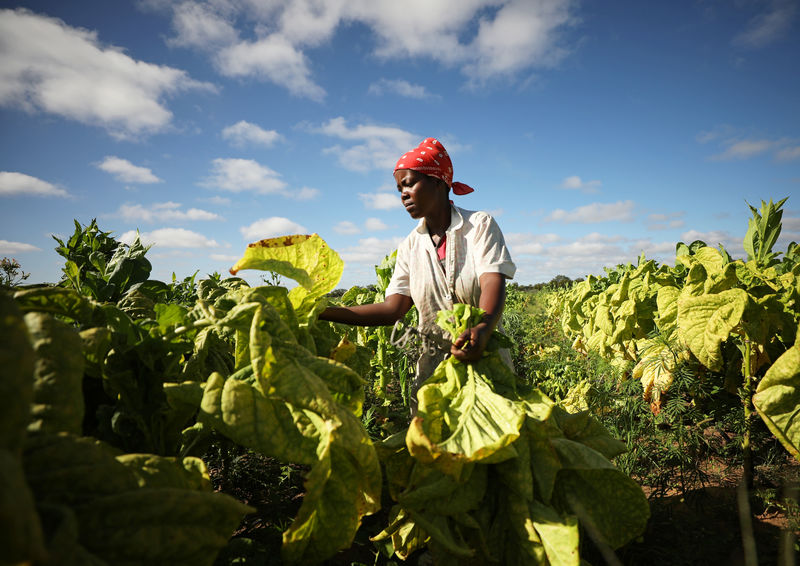 © Reuters. A woman harvests tobacco at a farm outside Harare