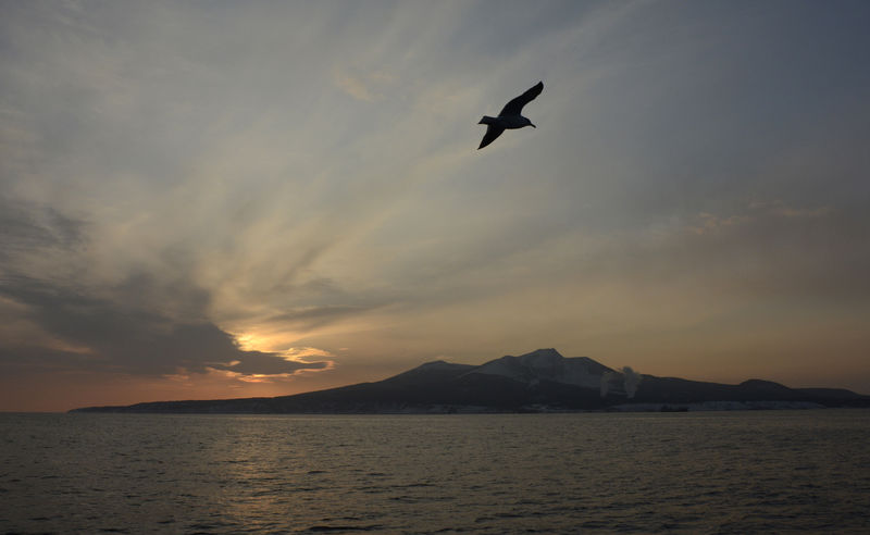 © Reuters. A seagull flies near Kunashir Island