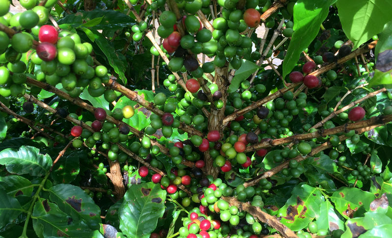 © Reuters. Plantação de café em São  Desiderio (BA)