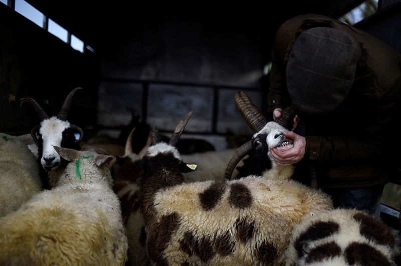 © Reuters. FILE PHOTO: A farmer checks the teeth of some Jacobs sheep at the annual Maam Cross fair in the Connemara region of Maam Cross in Galway