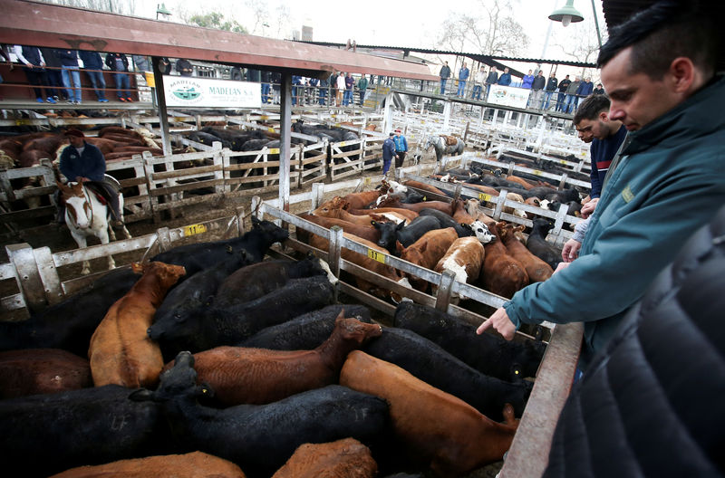 © Reuters. FILE PHOTO: A cattle trader points at cattle for sale inside corrals at the Liniers market, in Buenos Aires