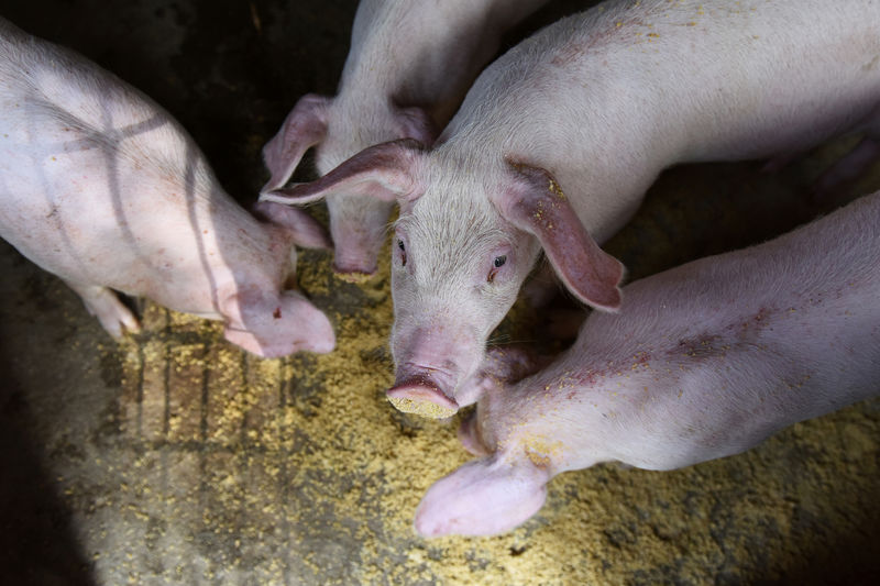 Fatter pigs, new farms to boost China soymeal demand
