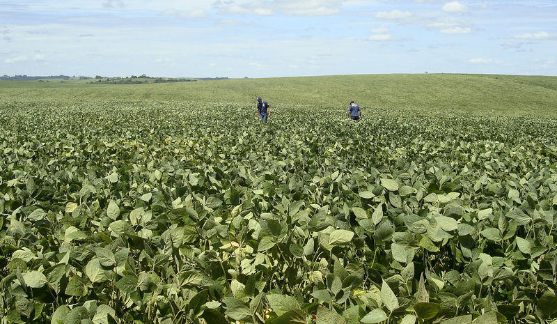 Produção de soja do Brasil deve avançar 5,4% e bater recorde em 2019/20, diz Safras