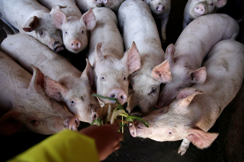 Yes whey! U.S. touts dairy product to Chinese hog farmers fighting swine fever