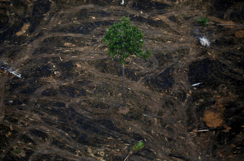 © Reuters. An aerial view shows a deforested plot of the Amazon near Porto Velho