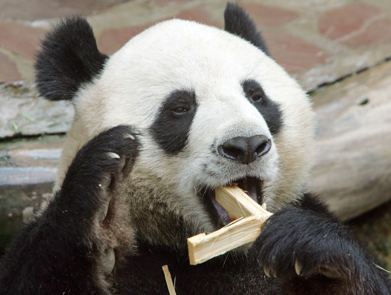© Reuters. FILE PHOTO: Chuang Chuang, a giant panda, eats bamboo at the Chiang Mai Zoo, Thailand