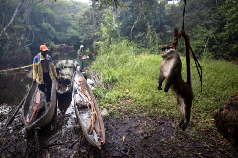 In Congo, part-time hunters boost income with bushmeat