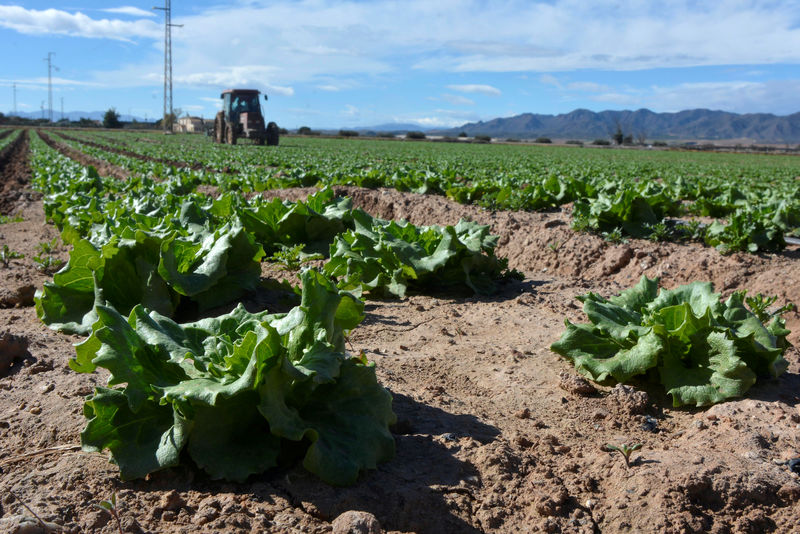 Getting lettuce into Britain - Spanish farmers baulk at no-deal Brexit