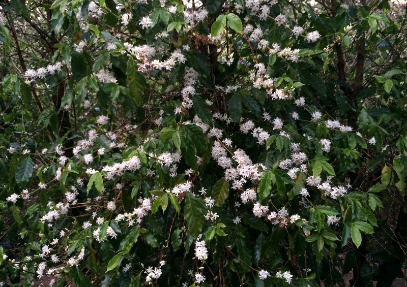 Amplas floradas são vistas em cafezais de Minas Gerais; há previsão de chuvas