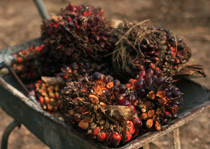© Reuters. El fruto que produce aceite de palma en una carretilla en una granja de aceite de palma en Klang, en las afueras de Kuala Lumpur, el 19 de febrero de 2014