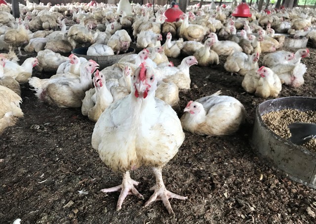 © Reuters. Proteção Animal Mundial lança campanha para melhoria de condições de vida de frangos de corte no Brasil