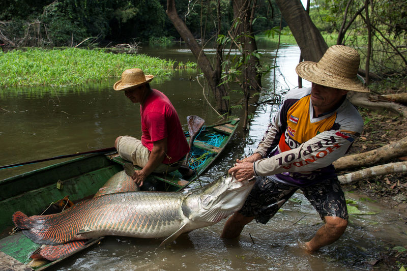 Amazon fish wears nature's 'bullet-proof vest' to thwart piranhas