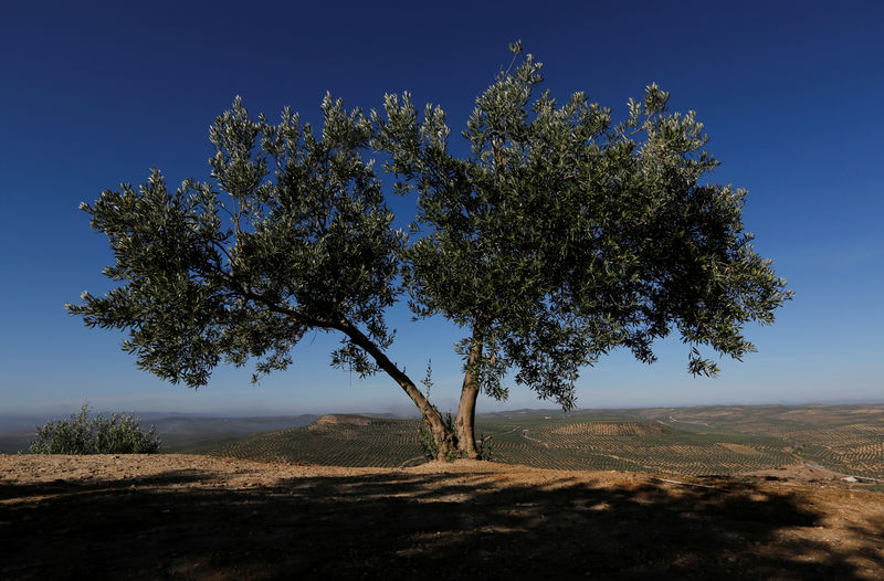 © Reuters. An olive tree stands in front of olive groves in Porcuna, southern Spain