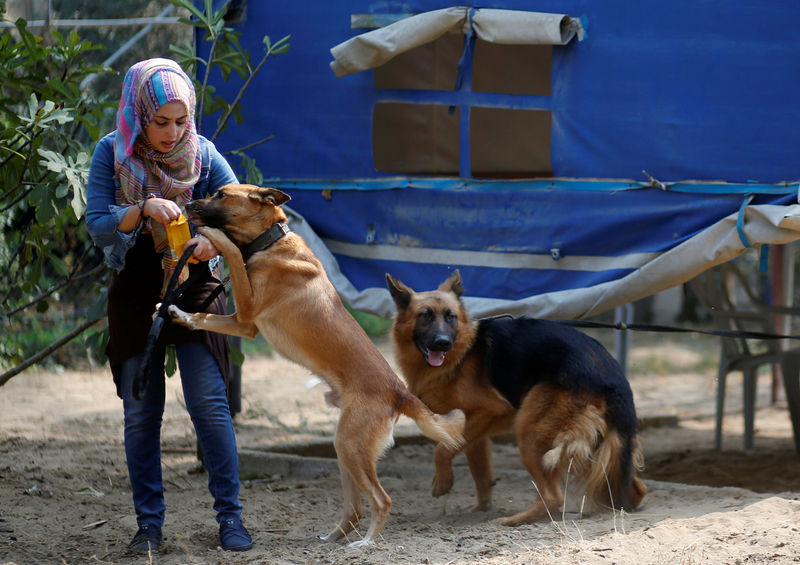 تنامي عدد الحيوانات الأليفة في غزة يضغط على الموارد البيطرية الهزيلة