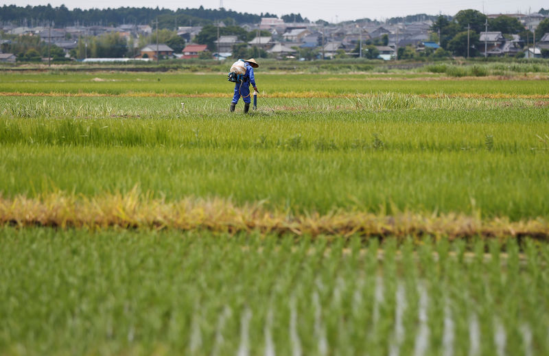 © Reuters. 農林水産物の生産額、日米貿易協定で600─1100億円減少＝農水省試算