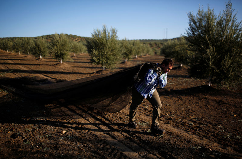 Los aranceles amenazan el sustento de miles de olivareros españoles