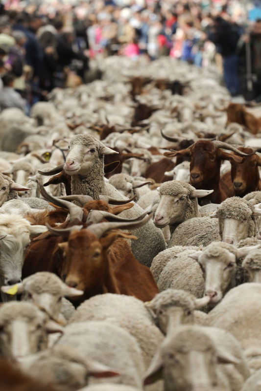 Las ovejas se apoderan de Madrid en la fiesta anual de la trashumancia