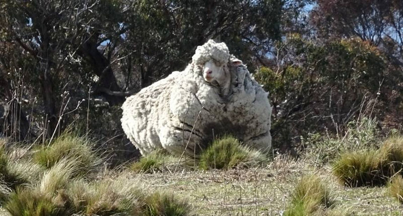 Muere Chris, la oveja más lanuda del mundo