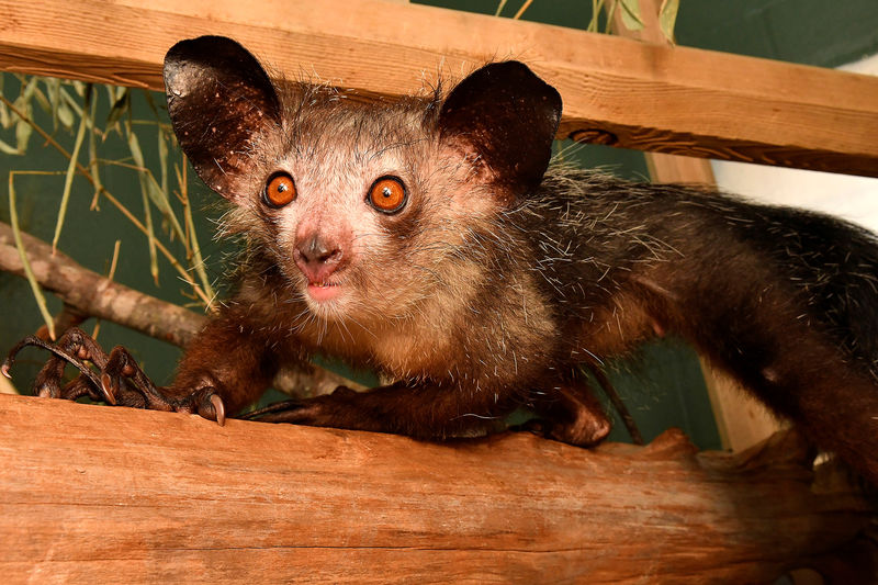 © Reuters. A primate called an aye-aye