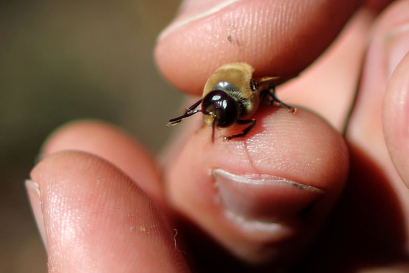 'Rewilding' One California man's mission to save honey bees By Reuters