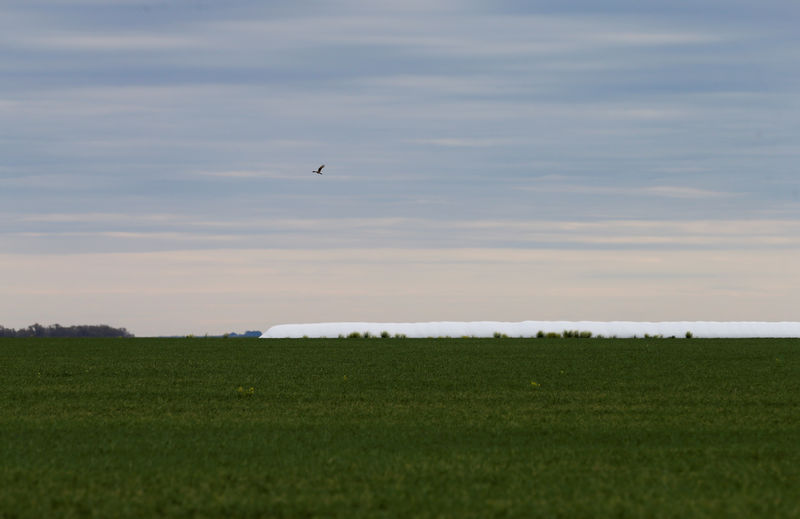 Retorno do peronismo na Argentina cria incertezas no cinturão agrícola do país