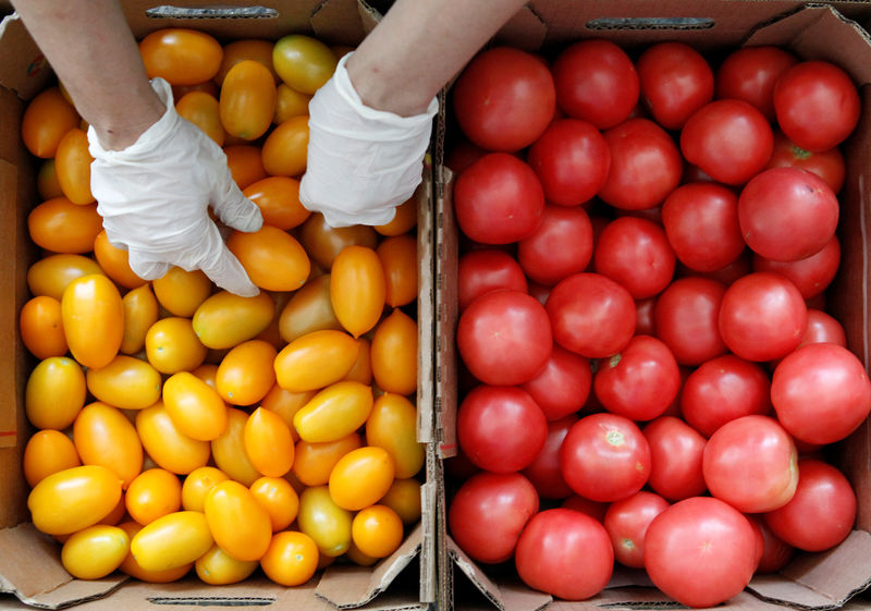 Российская Эко-культура планирует начать экспорт томатов в Узбекистан и страны Персидского залива