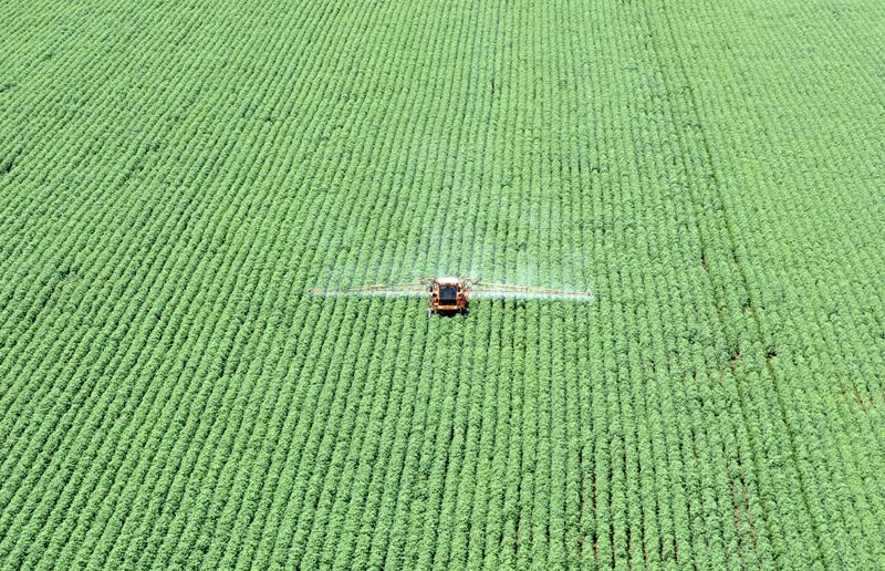 © Reuters. Plantio de soja em Primavera do Leste (MT)