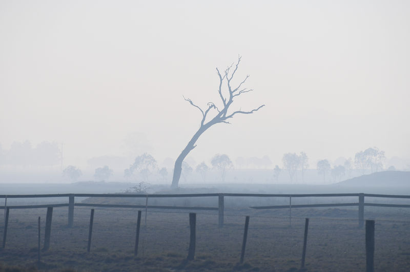 © Reuters. A dead tree is seen in a field shrouded by bushfire smoke near Glen Innes