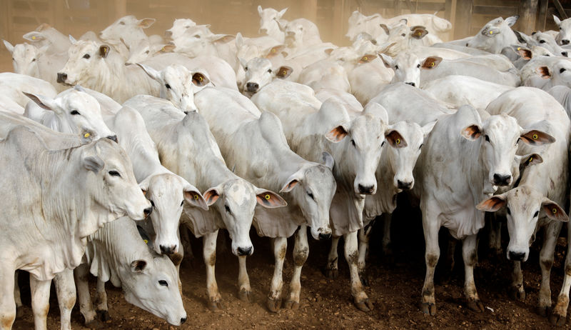 Preço da carne bovina tem máxima histórica na Grande São Paulo com demanda da China, diz Cepea