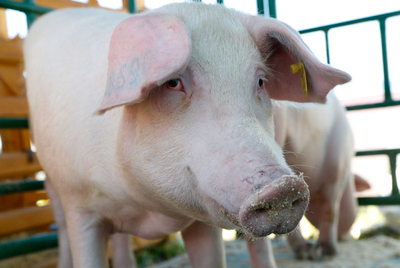 China aprova 5 unidades de carne suína do Brasil; mais 5 de bovinos e 3 de aves