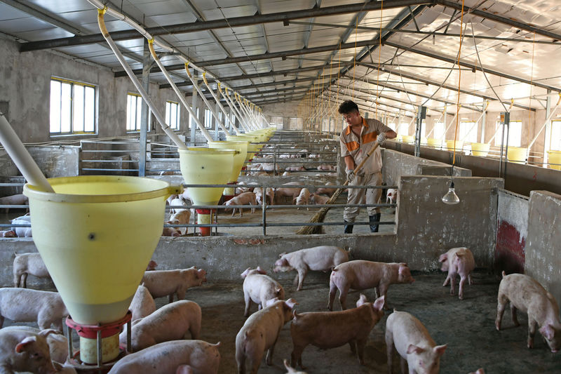 © Reuters. Criação de porcos em Huainan, China