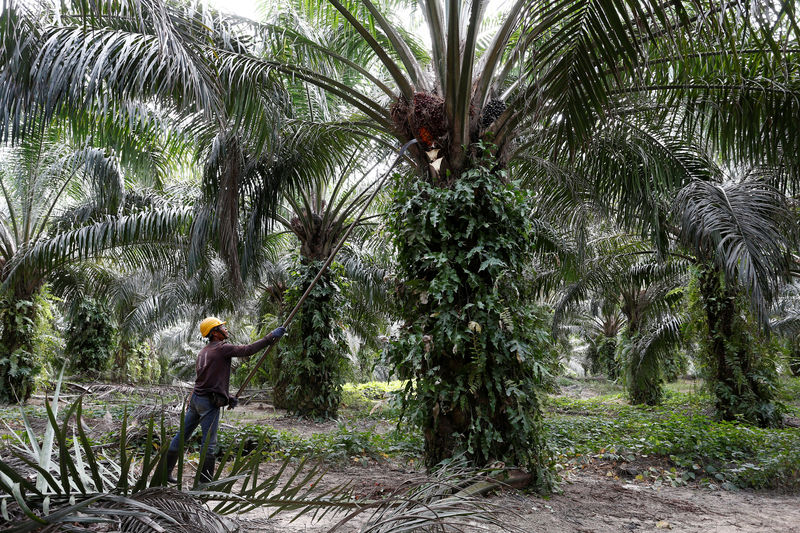 © Reuters. A worker collects palm oil fruits at a plantation in Bahau, Negeri Sembilan