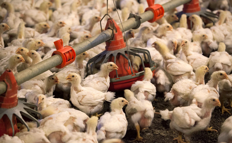 © Reuters. FILE PHOTO: Chickens feed from a row of feed bins at C&A Farms in Fairmont, North Carolina