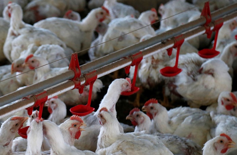 © Reuters. Criação de aves