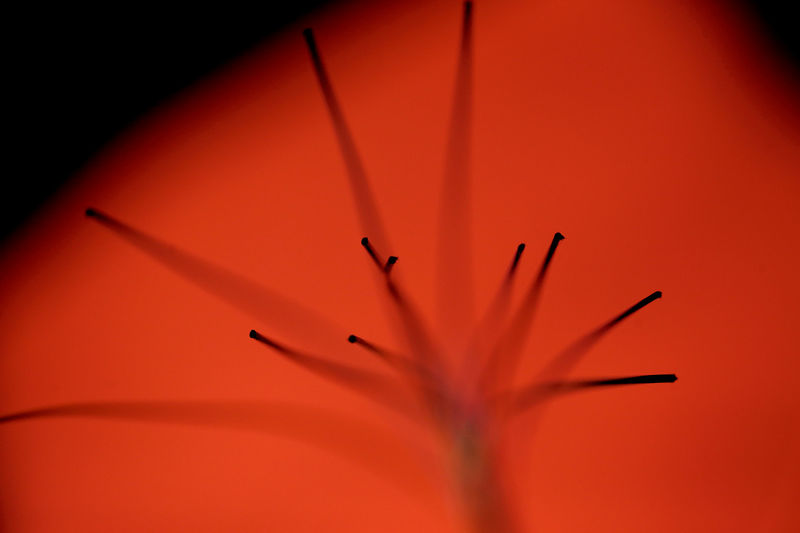 © Reuters. FILE PHOTO: Fiber optics of a cable are seen without sheath in a storage area in Perugia
