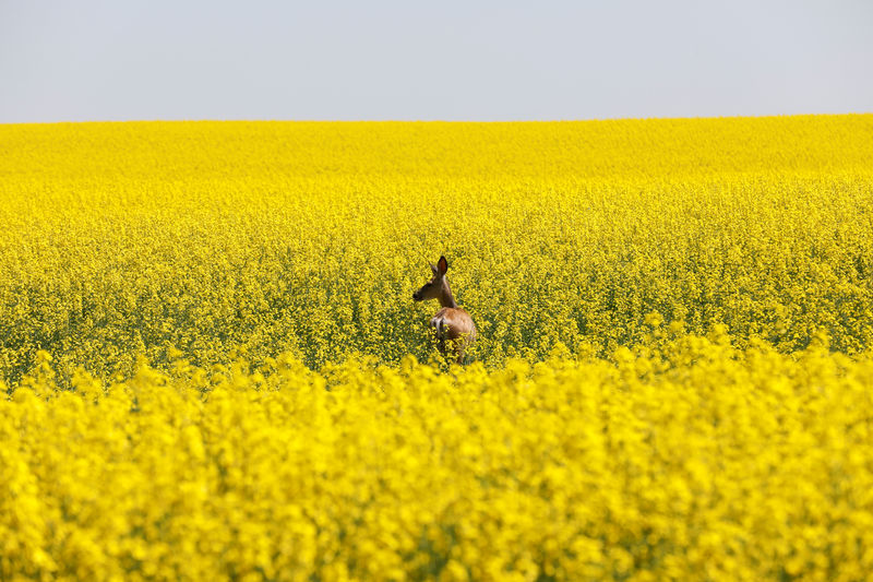 Millions of acres of Canadian canola freeze, compounding 'harvest from hell'