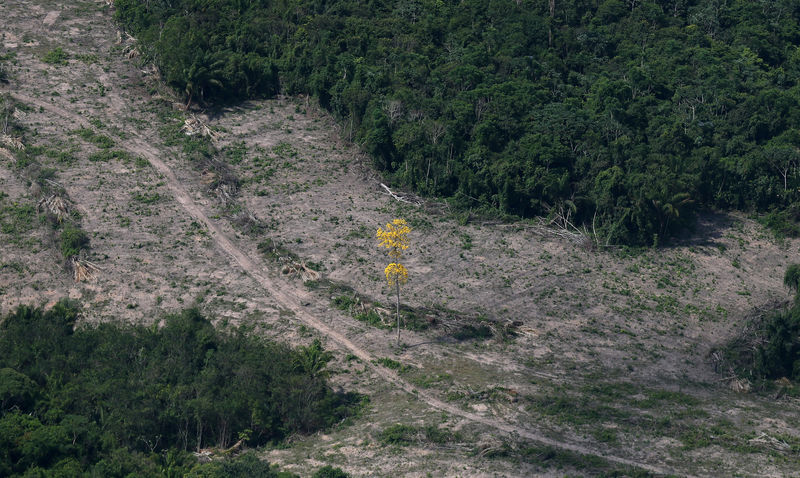 Dado anual de desmatamento da Amazônia deve indicar entre 9 mil e 11 mil km2 de devastação, maior desde 2008