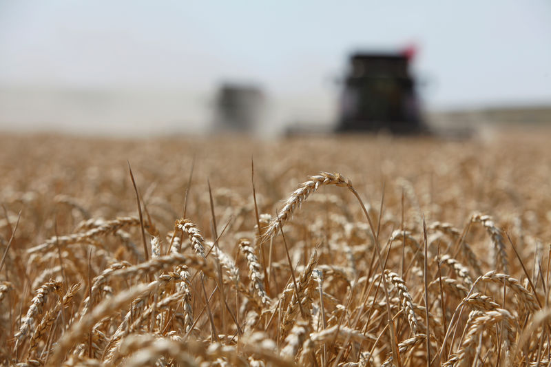 Экспортные цены на пшеницу РФ вернулись к росту на прошлой неделе