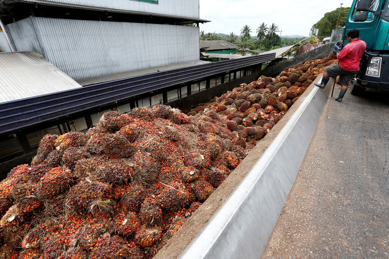 © Reuters. FILE PHOTO: A worker unloads palm oil fruit bunches from a lorry inside a palm oil mill in Bahau, Negeri Sembilan