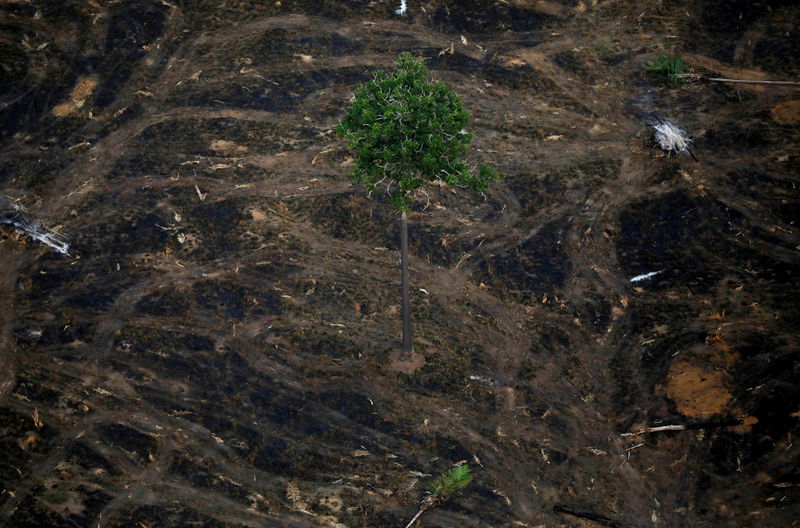 التصحر يزيد في غابات الأمازون في حكم بولسونارو إلى أقصى حد منذ 11 عاما