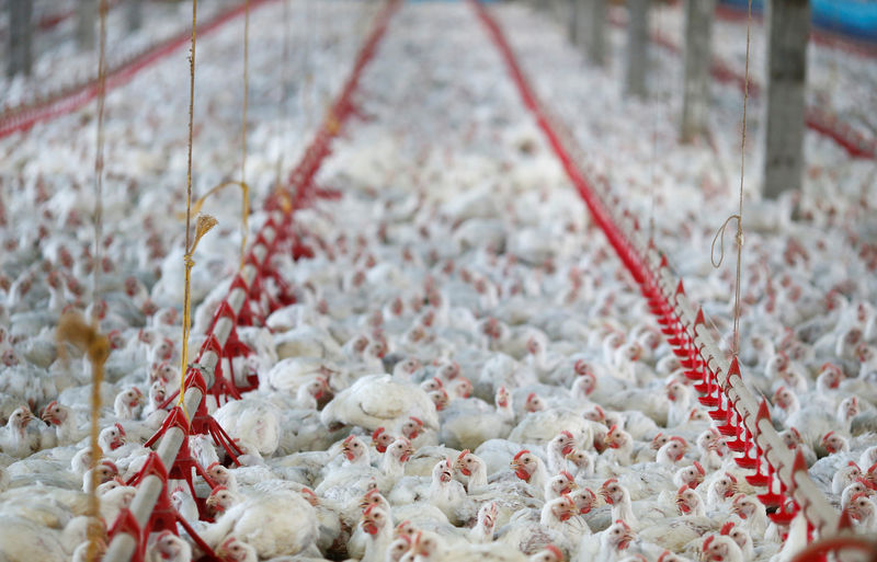 Na euforia das carnes, avicultura tem com que se preocupar, diz Itaú BBA