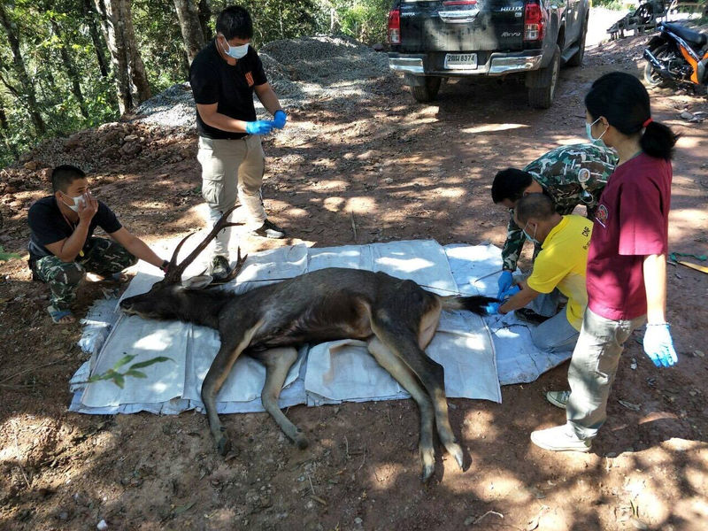 © Reuters. Guardas florestais da Tailândia ao lado de cervo encontrado morto com resíduo plástico no estômago