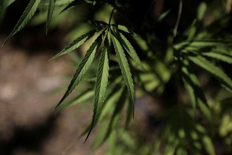 © Reuters. FILE PHOTO: Leaves of a Carmagnola hemp strain plant at a medical cannabis plantation in Trikala